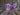 Waterfall Purple Mask